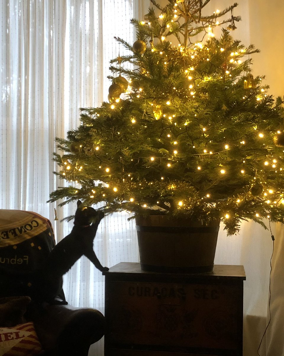 sarahhoughton65's tweet image. Uh oh #tinycat #tree #justforher #kittensoftwitter