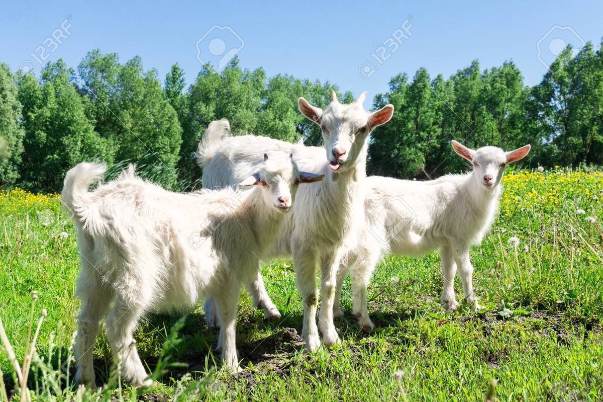 West Ham Transfers tweet media