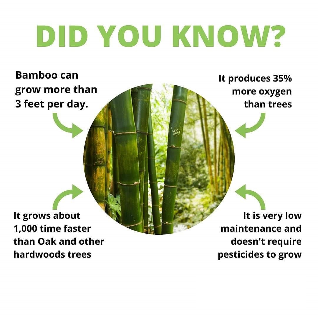 Fun green facts #evergreenbamboo #naturalbamboo #easygrow #nopesticides #producesmoreoxygenthantrees #sustainablematerials