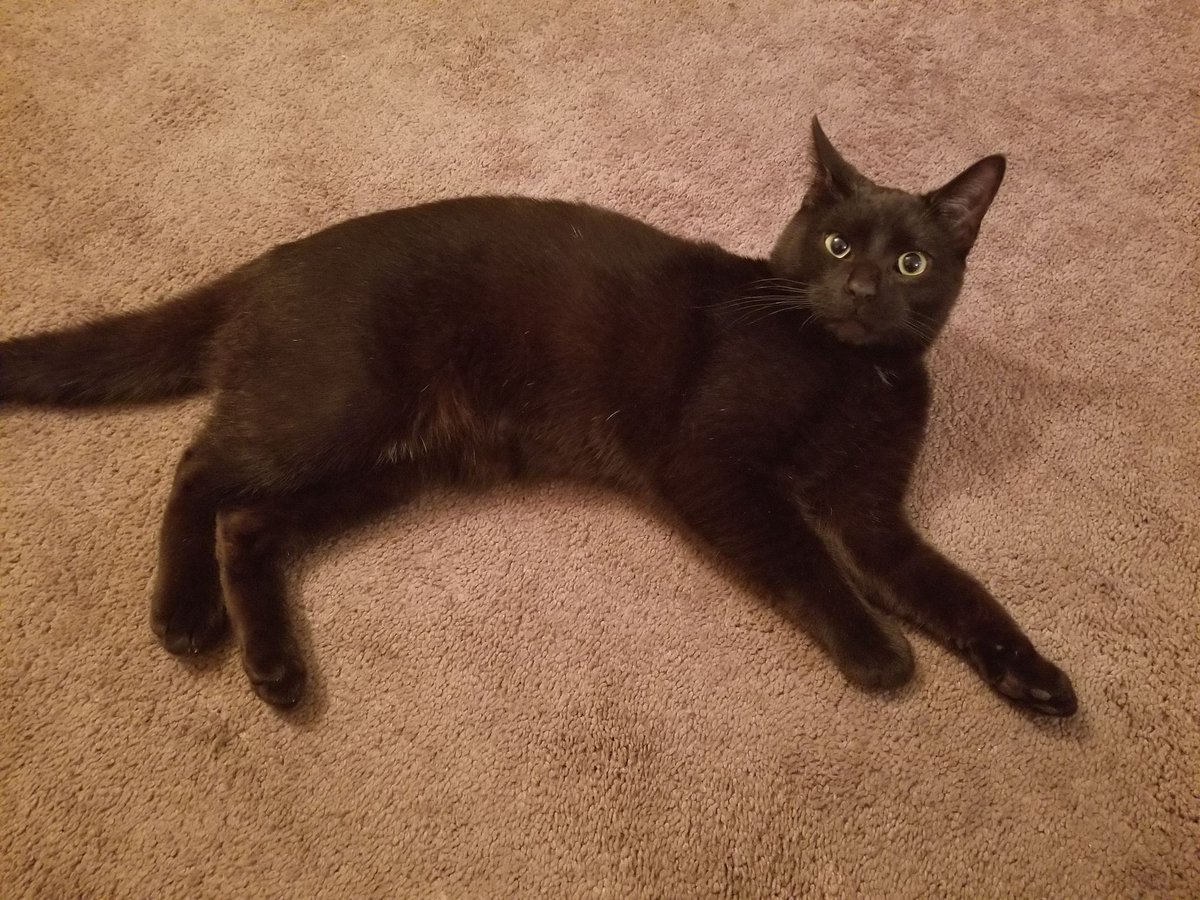 areck0001's tweet photo. @BISSELLclean #UnexpectedPresent Jasper saying I see you over there. https://t.co/BIcMAa2atj