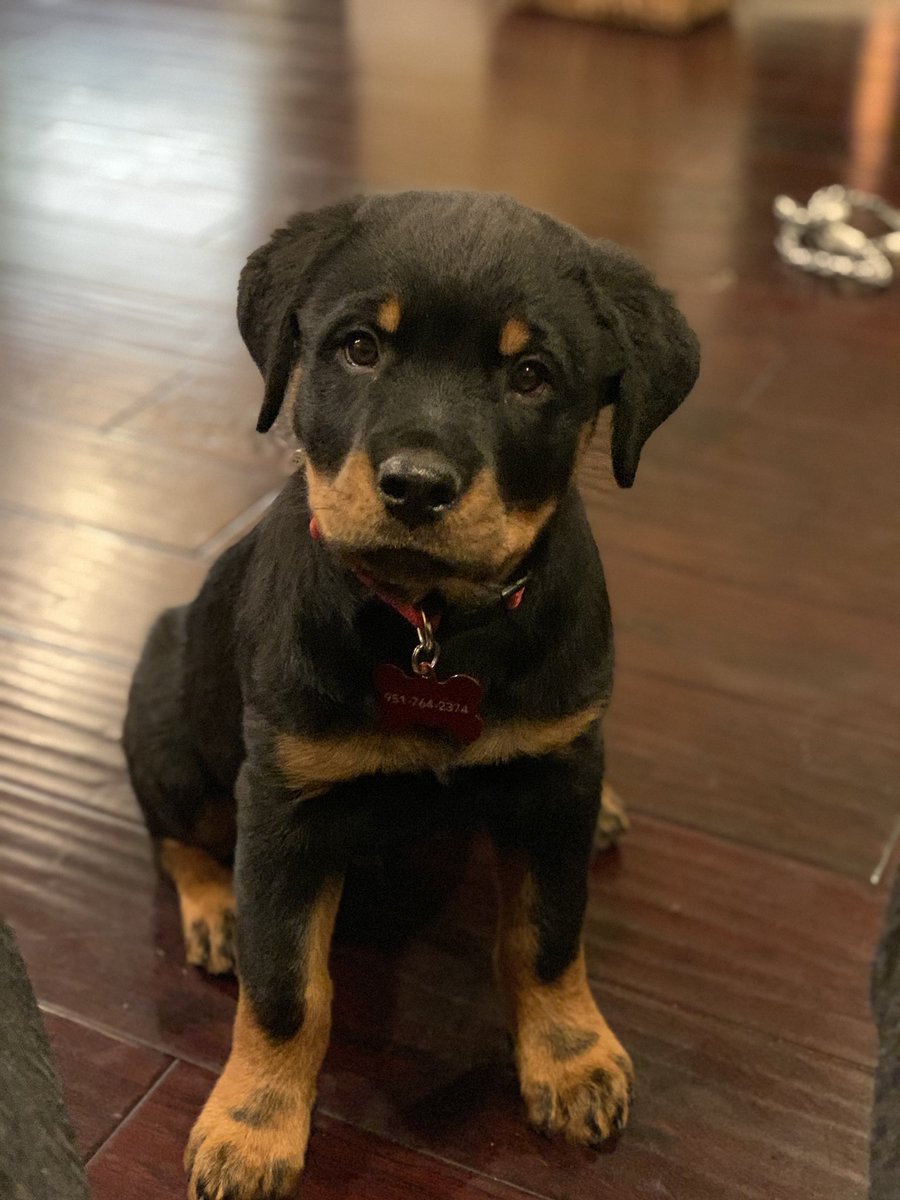 lilhjohnson's tweet photo. He’s a big baby now https://t.co/Kuym9dAb3r