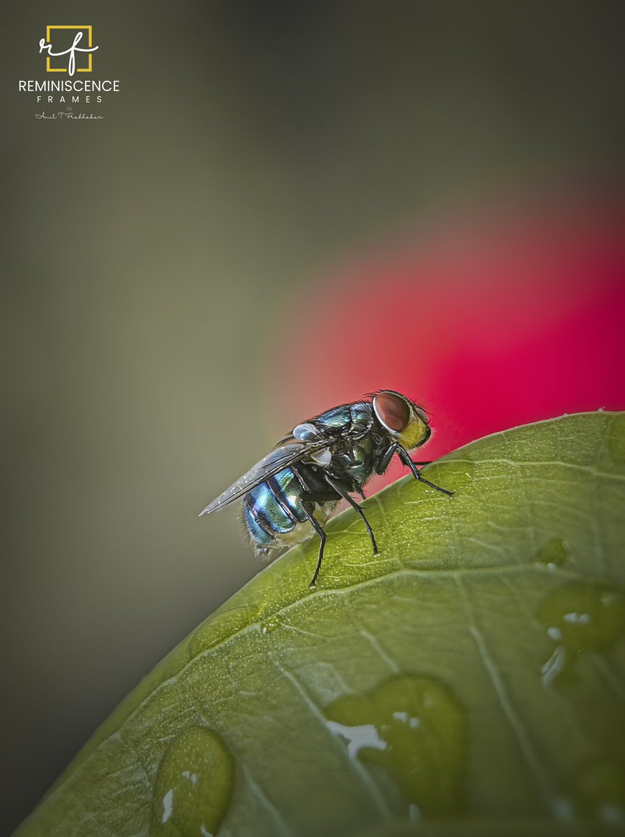 Aniltprabhakar's tweet photo. Blue bottle fly #IndiAves #IndiWild #BBCWildlifePOTD #fly #Bluebottlefly #insects #macro #PhotoOfTheDay #aniltprabhakar #reminiscenceframes https://t.co/sToLdGy3KK