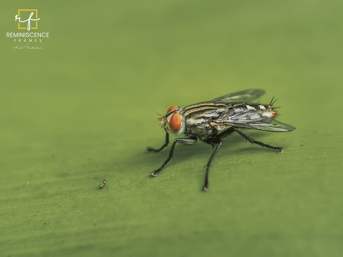 Aniltprabhakar's tweet photo. Blue bottle fly #IndiAves #IndiWild #BBCWildlifePOTD #fly #Bluebottlefly #insects #macro #PhotoOfTheDay #aniltprabhakar #reminiscenceframes https://t.co/sToLdGy3KK