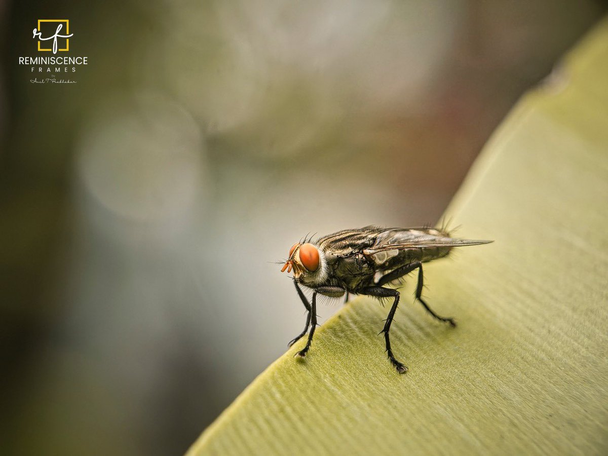Aniltprabhakar's tweet photo. Blue bottle fly #IndiAves #IndiWild #BBCWildlifePOTD #fly #Bluebottlefly #insects #macro #PhotoOfTheDay #aniltprabhakar #reminiscenceframes https://t.co/sToLdGy3KK