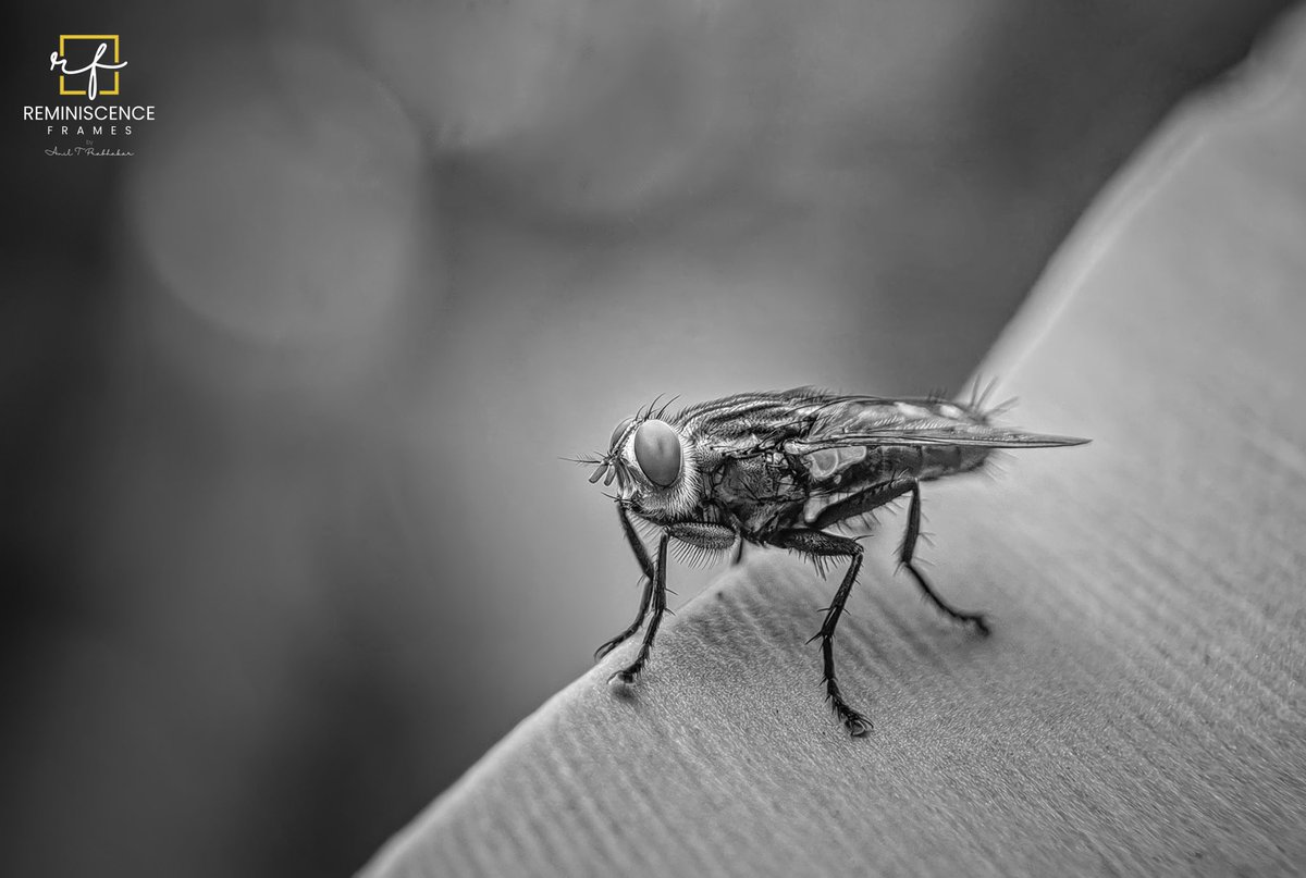 Aniltprabhakar's tweet photo. Blue bottle fly #IndiAves #IndiWild #BBCWildlifePOTD #fly #Bluebottlefly #insects #macro #PhotoOfTheDay #aniltprabhakar #reminiscenceframes https://t.co/sToLdGy3KK