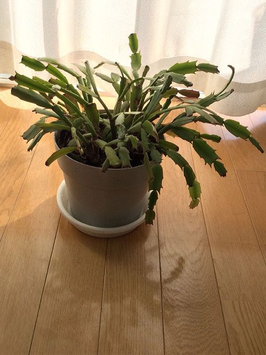 仲村三郎太 シャコバサボテン ニチニチソウ シャコバサボテンの花は散ってしまった 葉摘みは来年の作業 ニチニチソウは 赤い花を咲かせてます 見た目よりタフなヤツだ T Co 26enizvsa2 Twitter