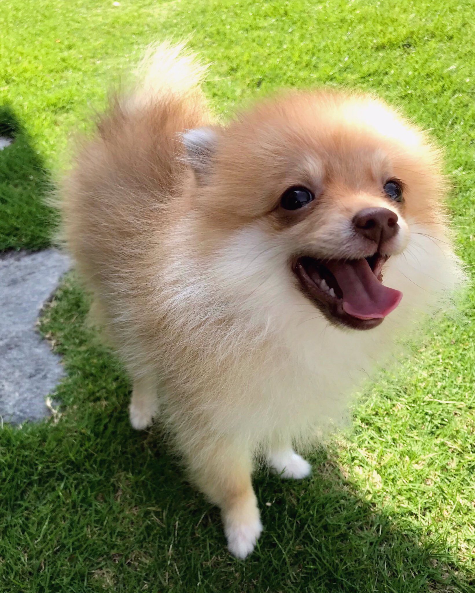 おポメのくぅちゃん 𓂃 ˏˋ くぅちゃん ˎˊ 𝟸𝟶𝟸𝟶 𝟶𝟹 𝟷𝟼 𝑝𝑜𝑚𝑒 これから可愛いくぅちゃんを沢山載せていきたいと思います 気軽にフォローしてください おポメのくぅちゃん ポメラニアン 犬のいる暮らし 犬好きさんと繋がり