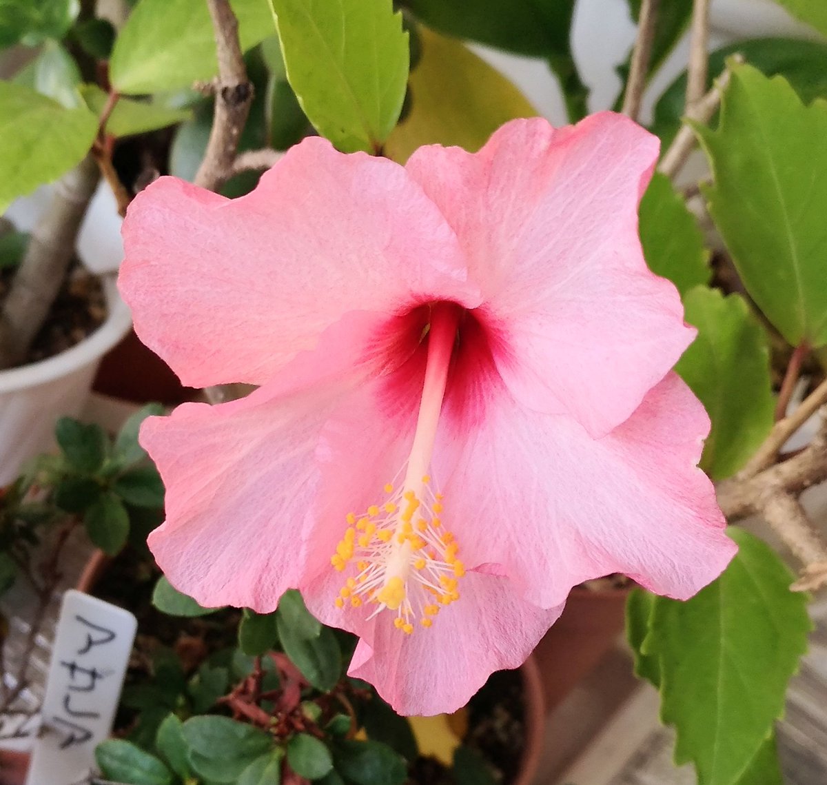 ট ইট র こころんグリーン わが家のハイビスカスの花が咲いています 薄いピンクの花が目いっぱい開きました 小柄の花ですが 凄く綺麗です ハイビスカス 薄いピンクの花 小柄の花 冬の花 冬 園芸品種 園芸 ガーデニング 熊本市南区 熊本