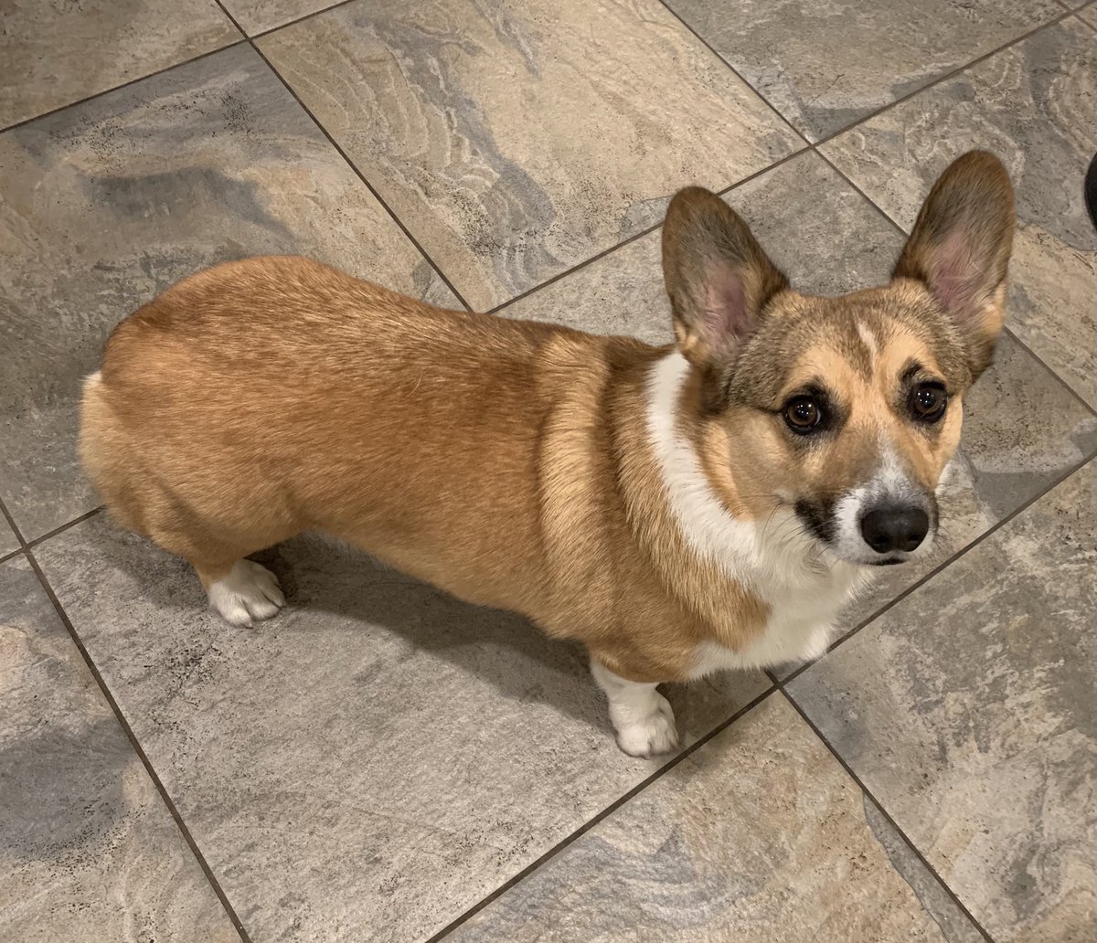 chloekillz's tweet photo. The look from Chewie says it all... Quit working and play with me! https://t.co/tzusqBPFN3