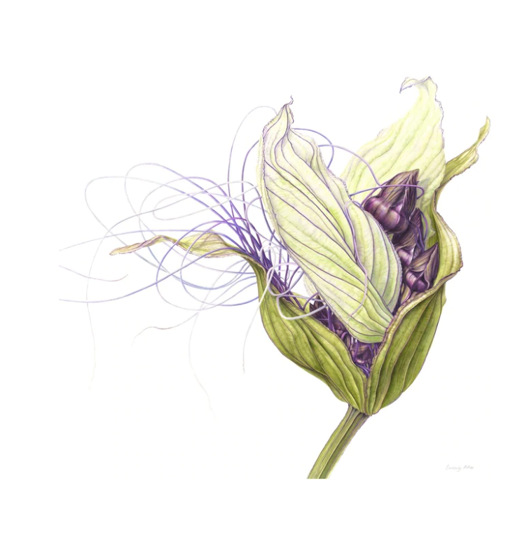 BotanicSydney's tweet photo. With just under 2 weeks until #Christmas, choose from a selection of nature-inspired cards with artworks like this #Taccaintegrifolia ‘White #Batflower’ by Beverly Allen, winner of People’s Choice award at Botanica: Celebration, 20th Anniversary exhibition https://t.co/4EDviFj2j4 https://t.co/GczThQnuSn