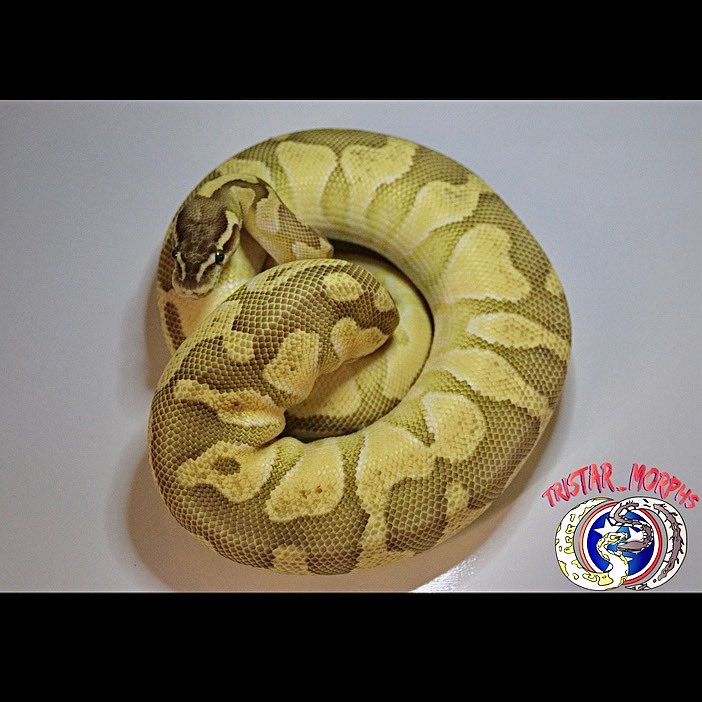 MorphsTristar's tweet image. What’s up Twitter!!
We have carried over on to Twitter to share the love and passion we have for these animals. As we continue to grow over on Instagram and Facebook and in this awesome #ballpythoncommunity we look forward to sharing with y’all our journey.
Creating living art!