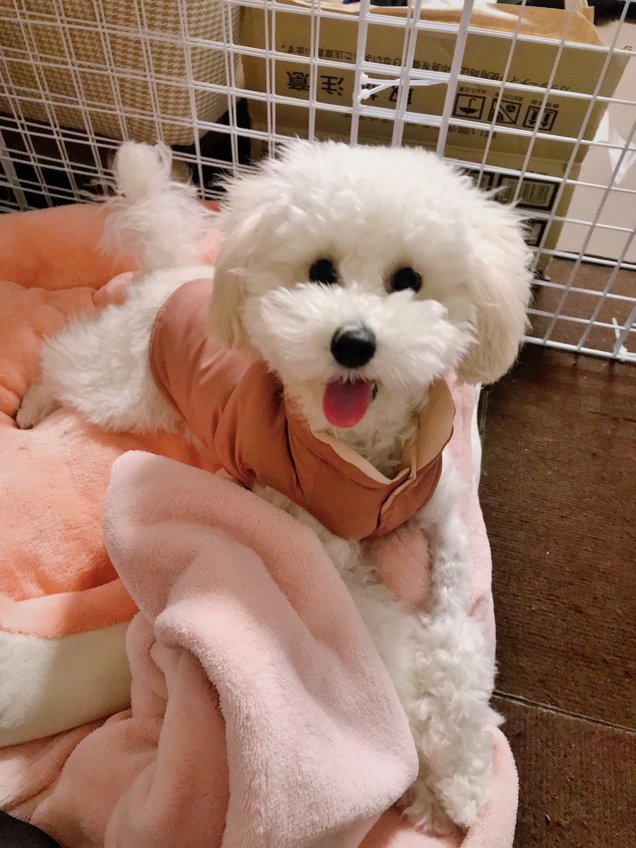 powataro1's tweet photo. 笑うぽわん🐩 https://t.co/gPDlHHmylA