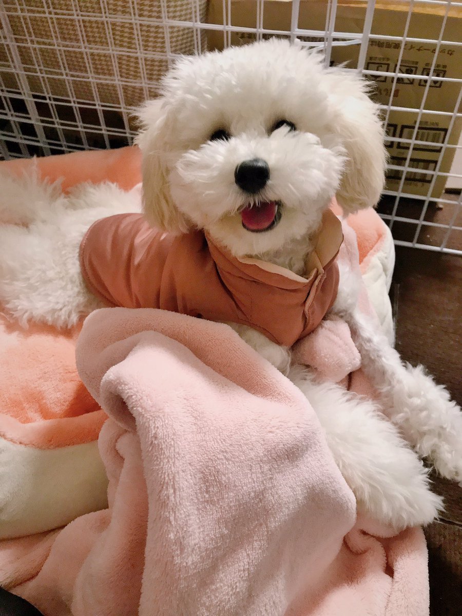 powataro1's tweet photo. 笑うぽわん🐩 https://t.co/gPDlHHmylA