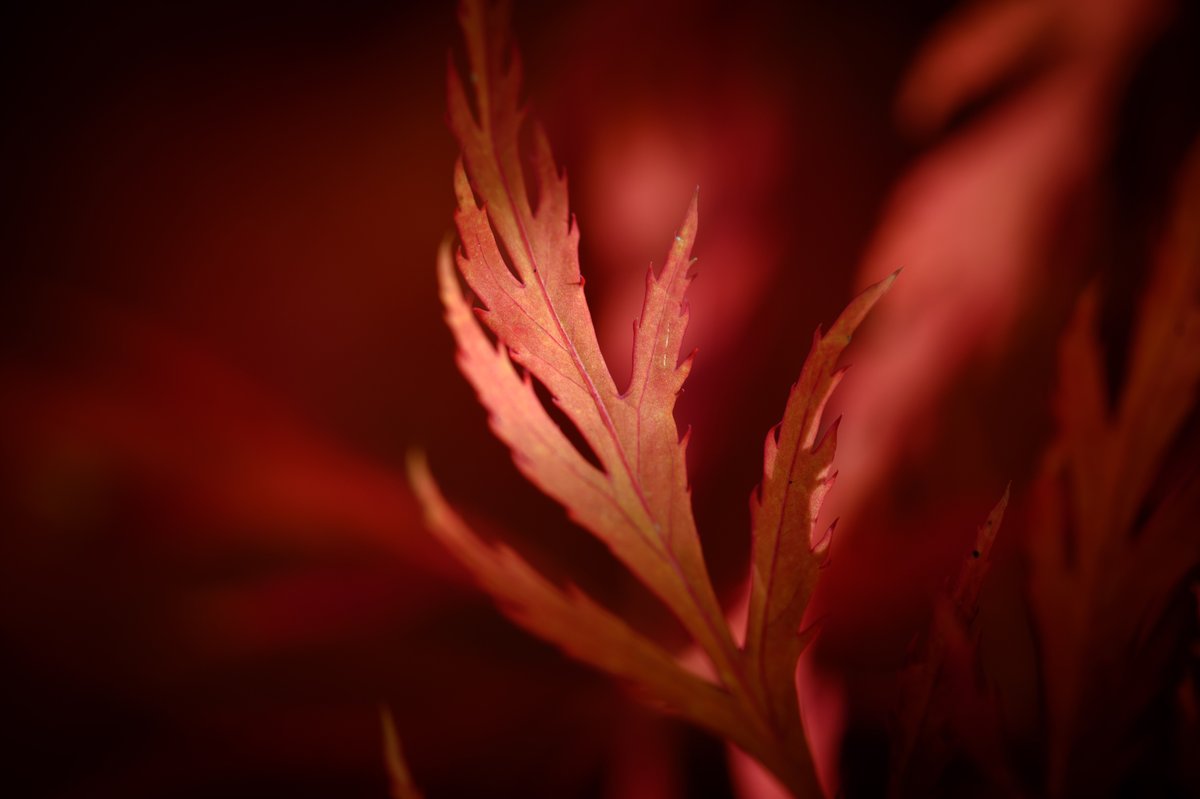HarrisonPhair's tweet photo. Japanese Maple
Acer palmatum ‘Dissectum Atropurpureum’

#z6 #105macro #helicon

#autumn #leaves #autumncolours #red #Japanese #maple #acer #Acerpalmatum #Dissectum #atropurpureum #garden #tree #shrub #plant #nature #bronze #leaf #sunlight #focusstacking
@NikonatGrays
@kewgardens https://t.co/KW4EPmITcw