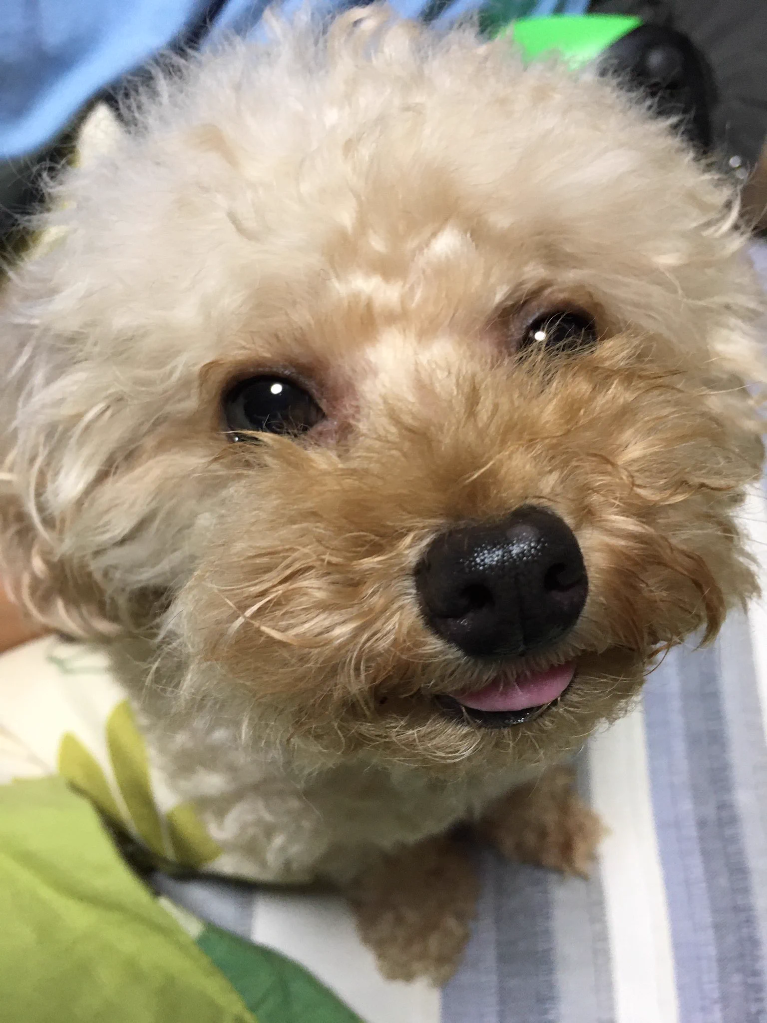 @hidekiccan うちの犬は明らかに言葉がわかっています💦
私がコロッケ食べてる時に、自分も貰えると信じて近付いて来た時の顔と、「いや、あげないよ」と言われた瞬間の顔。
わざわざコロッケ持ってる私の腕に顎を置いて悲しい顔をしてます。
最近は、悲しい事があると嘘泣きみたいな顔するようになってきました 