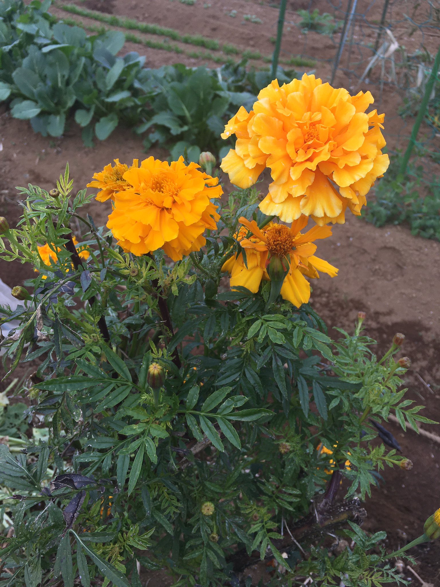 Yutianchuan ど根性マリーゴールドにてんとう虫が休憩してました 刈って抜いたのが活着してます アフリカン マリーゴールド T Co W3gw2tvsis Twitter Yutianchuan ど根性マリーゴールドにてんとう虫が休憩してました 刈って抜いたのが活着してます アフリカン マリーゴールド T Co W3gw2tvsis Twitter