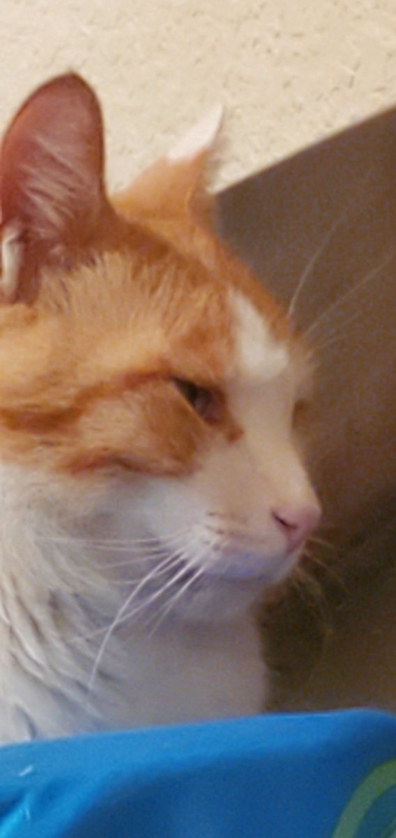 Hawt_dog (@hawtdog17) on Twitter photo 