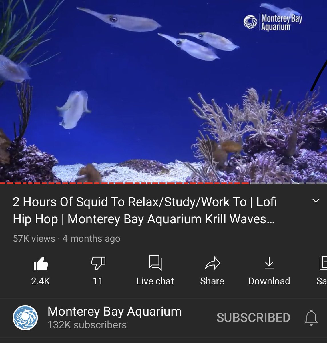 buttmvnch's tweet photo. i just wanna give a little shoutout to whoever’s running all the content for the monterey bay aquarium https://t.co/aNTW9qiIGQ