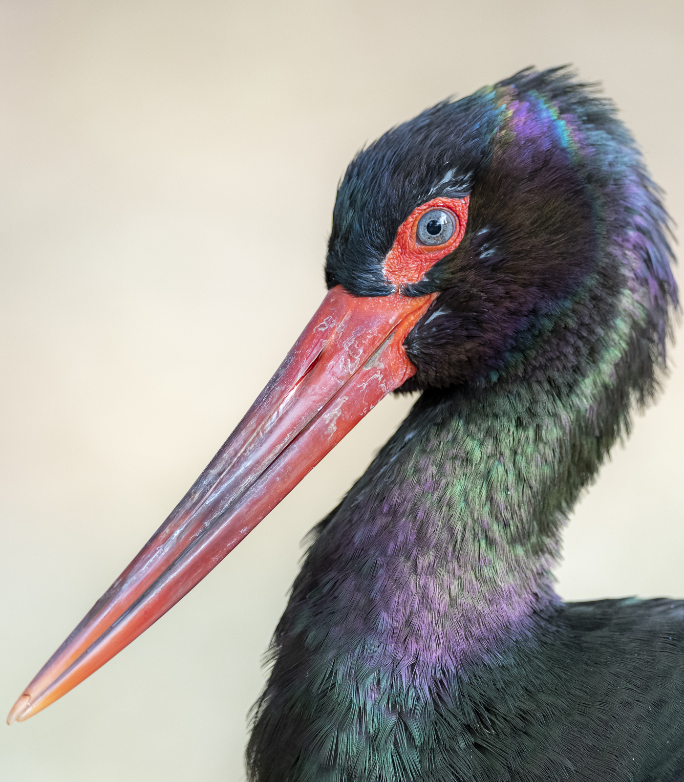 るいず 七色に輝く鳥 ナベコウ 多摩動物公園 T Co 9yewdhrnpy Twitter