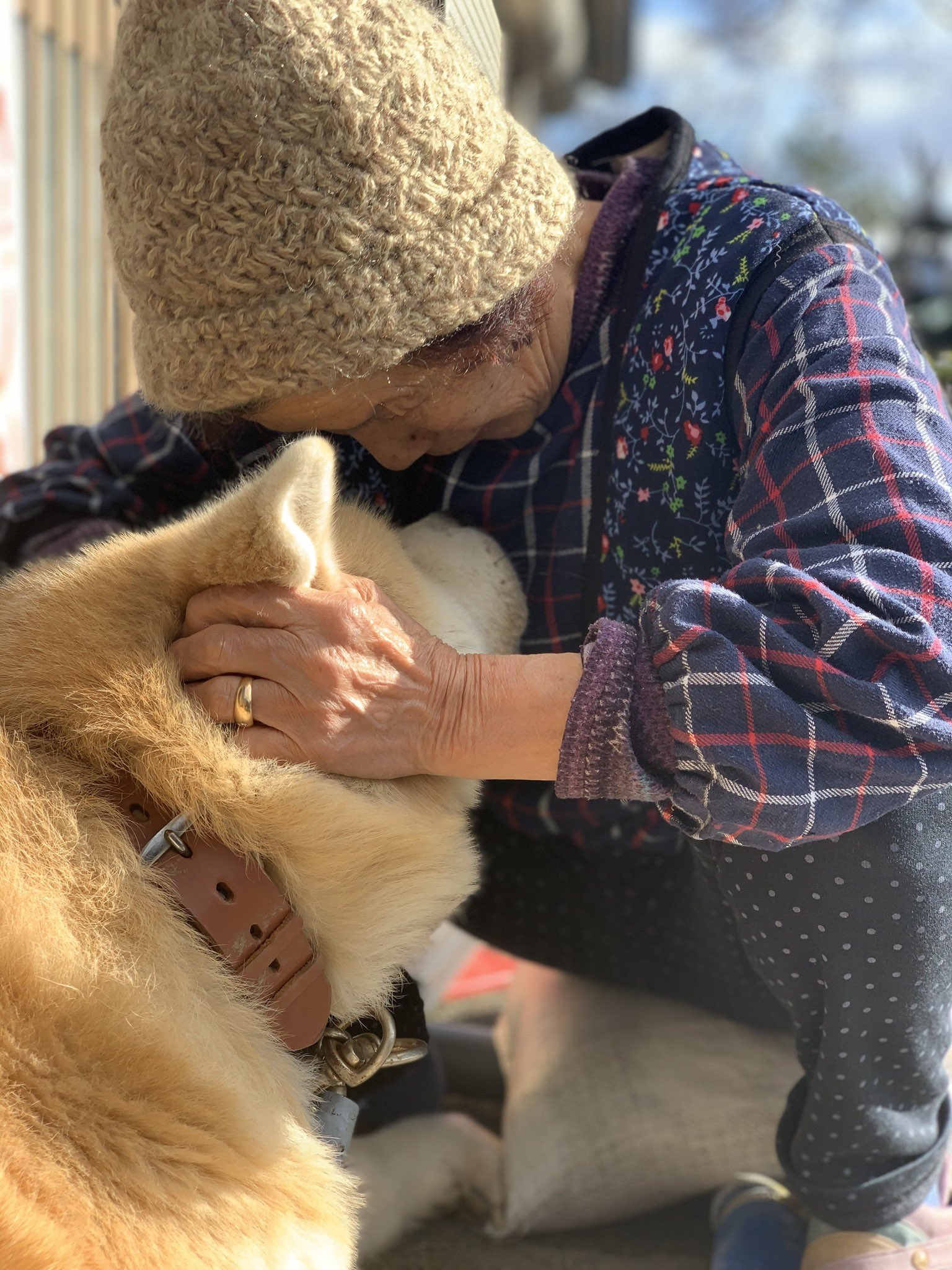 秋田犬まる おばあちゃんと犬 秋田犬 秋田犬まる Akitainu ちょっとしたカレンダー写真ですか T Co Idpxphhivb Twitter