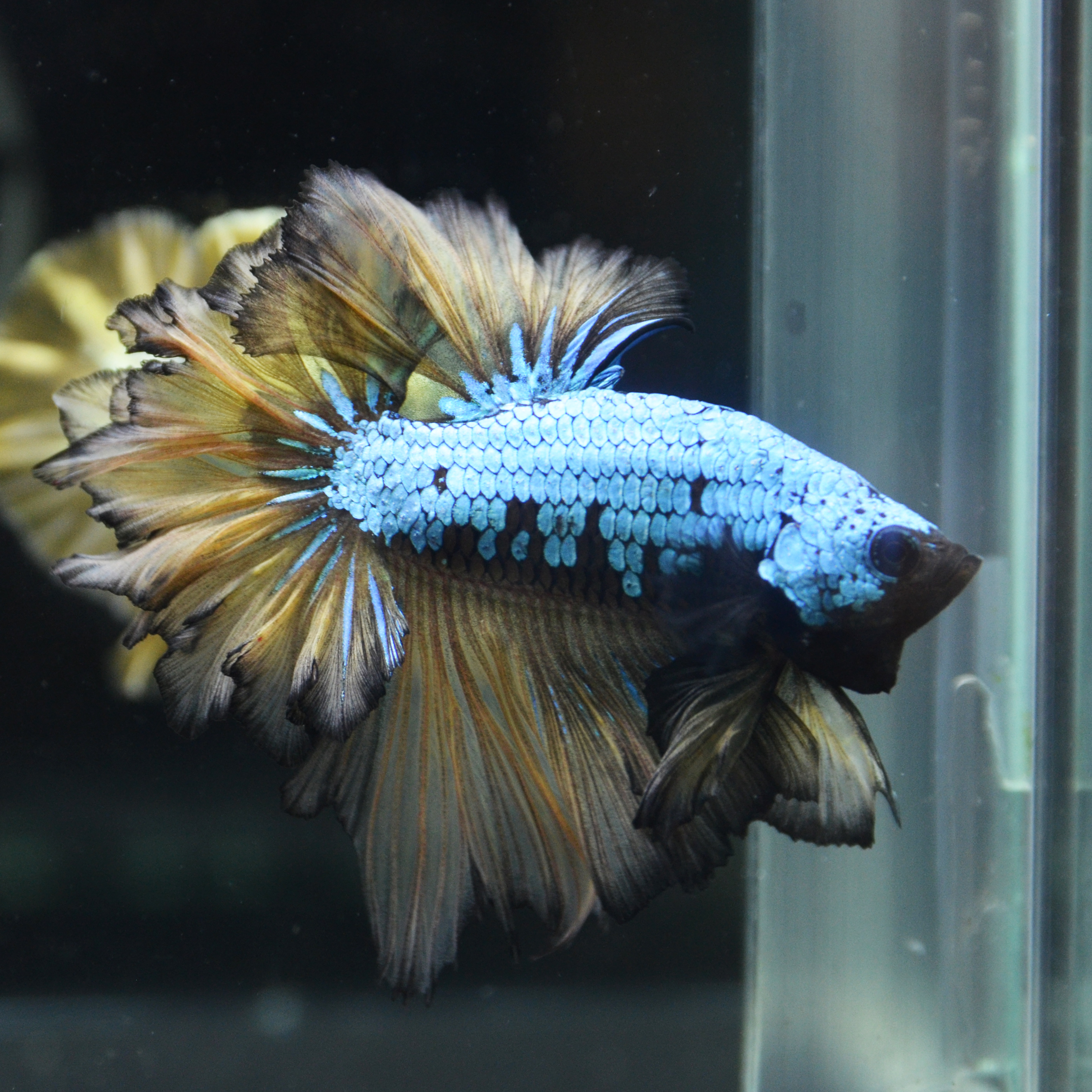 よこはま金魚 本店 Hm フェザーテール マスタードガス 非常に完成度の高いフェザーテール ブリーダーさんの技術に驚かされるばかりです お腹が一部黒く抜けている点や鰭の黒い縁取りも素敵ですね よこはま金魚 ベタ Betta 横浜 アクアリウム