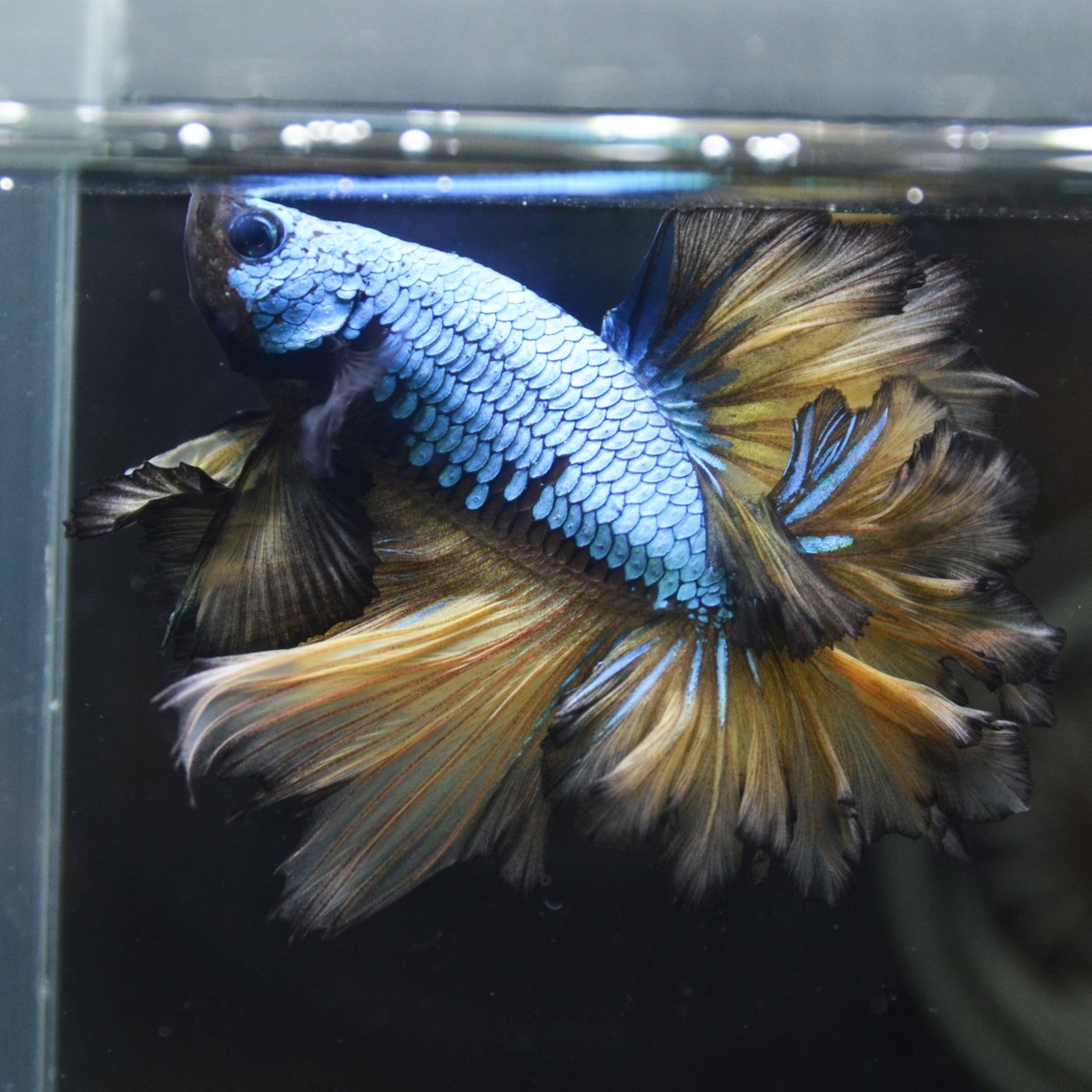 よこはま金魚本店 Twitterissa Hm フェザーテール マスタードガス 非常に完成度の高いフェザーテール ブリーダーさんの技術に驚かされるばかりです お腹が一部黒く抜けている点や鰭の黒い縁取りも素敵ですね よこはま金魚 ベタ Betta 横浜 アクアリウム よこはま金魚本店 Twitterissa Hm フェザーテール マスタードガス 非常に完成度の高いフェザーテール ブリーダーさんの技術に驚かされるばかりです お腹が一部黒く抜けている点や鰭の黒い縁取りも素敵ですね よこはま金魚 ベタ Betta 横浜 アクアリウム
