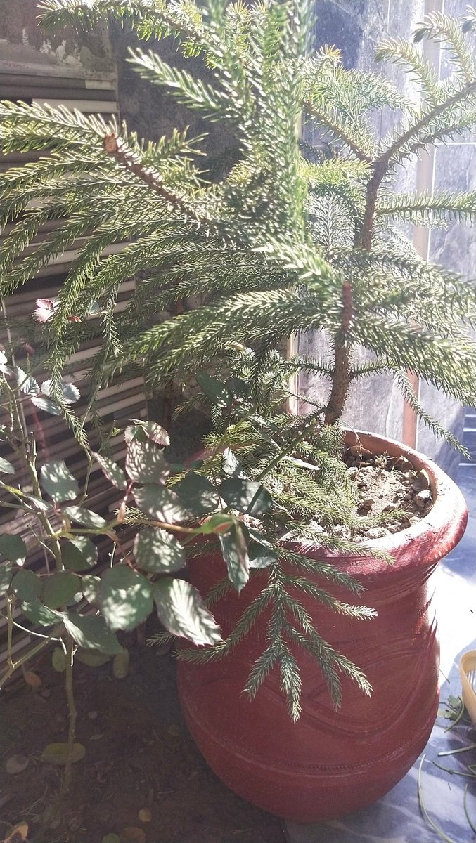 KhanNapster's tweet photo. Vitamin D😀
#sunlight https://t.co/7xIOHlf7xu