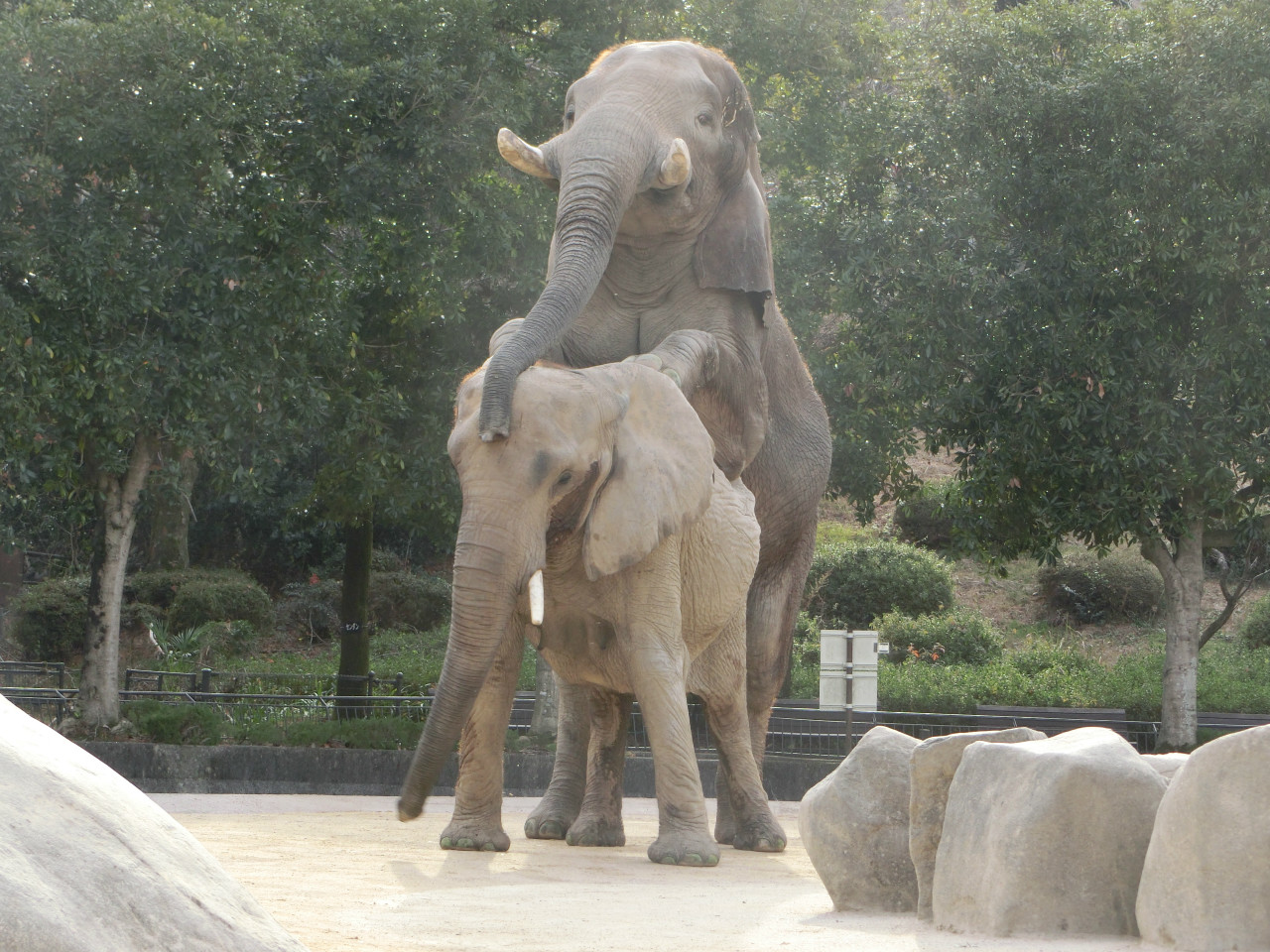 広島市安佐動物公園 公式 サバンナゾウの タカ と アイ が交尾をしました うまくいってくれればよいのですが こればかりは天まかせです うまく妊娠した場合 妊娠期間 は22 24ヵ月でとても長いです ちなみに生まれてくる子どもの体重は100kg