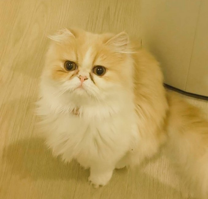 Twoucan ペルシャ猫 の注目ツイート イラスト マンガ コスプレ モデル Twoucan ペルシャ猫 の注目ツイート イラスト マンガ コスプレ モデル