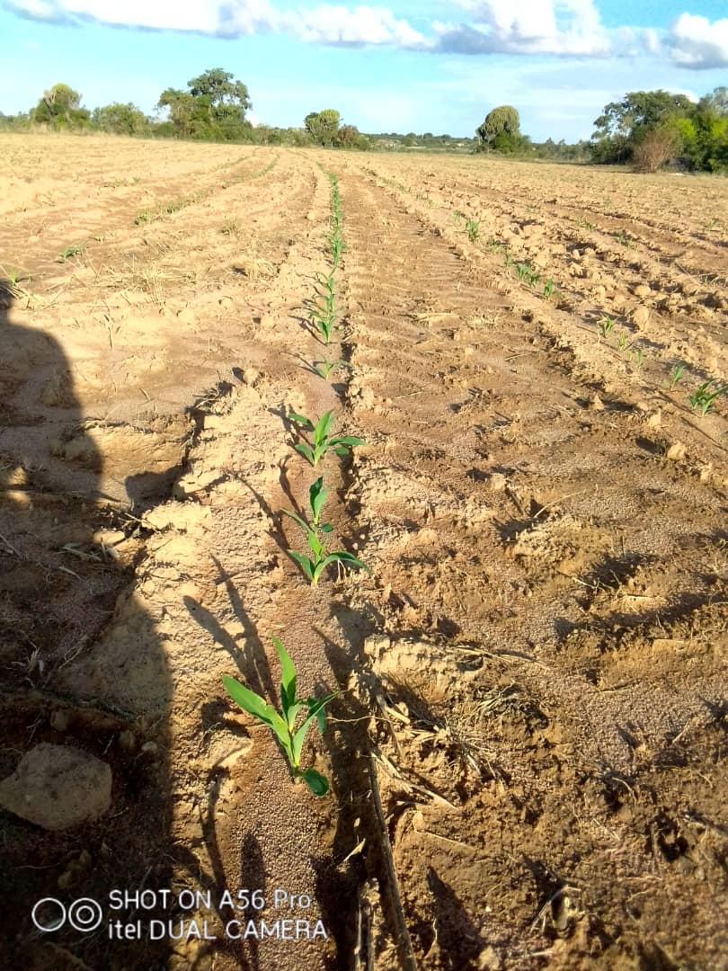 Crop Doctor/Agronomy Consultant tweet media