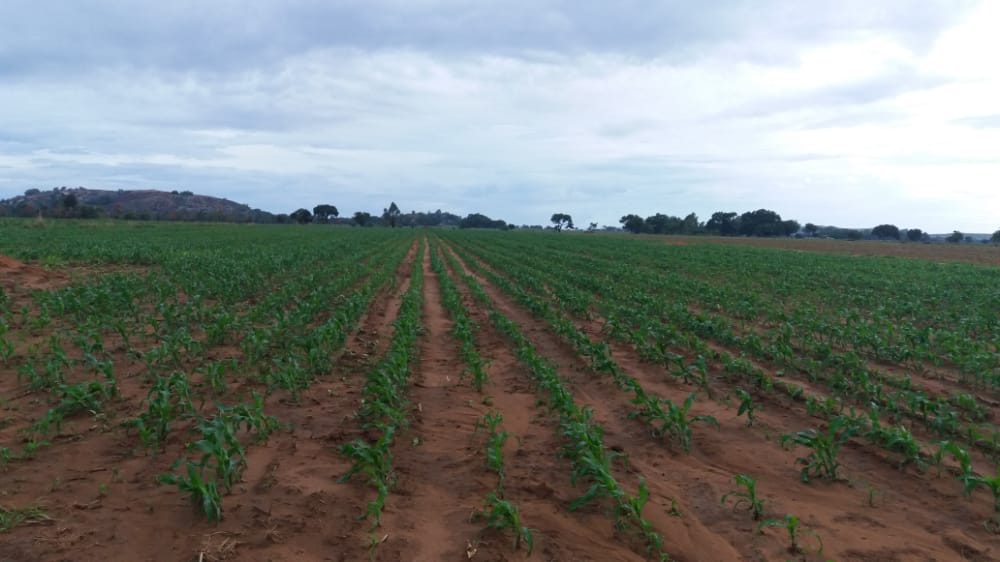 Crop Doctor/Agronomy Consultant tweet media