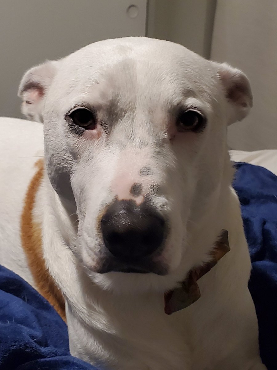 I will climb off my high horse now, but here is Rin imploring people to follow science. Look at that face.