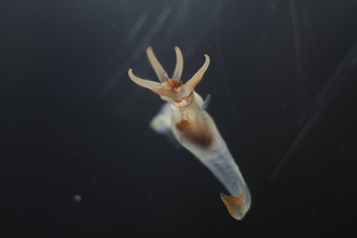 Fumifumi 久しぶりに撮れたクリオネのバッカルコーン 口元に歯らしきものも写ってました 鳥羽水族館 クリオネ ハダカカメガイ 流氷の天使 バッカルコーン