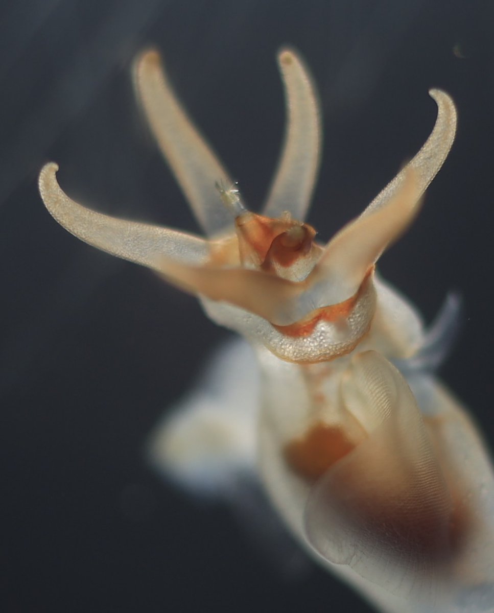 Fumifumi 久しぶりに撮れたクリオネのバッカルコーン 口元に歯らしきものも写ってました 鳥羽水族館 クリオネ ハダカカメガイ 流氷の天使 バッカルコーン