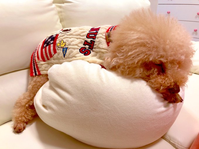 凄くお疲れのようで😅 とりあえず大丈夫で、明日の歯の治療はついに決行されます🙇&zwj;♀️ https://t.co/1I4syRg9QV