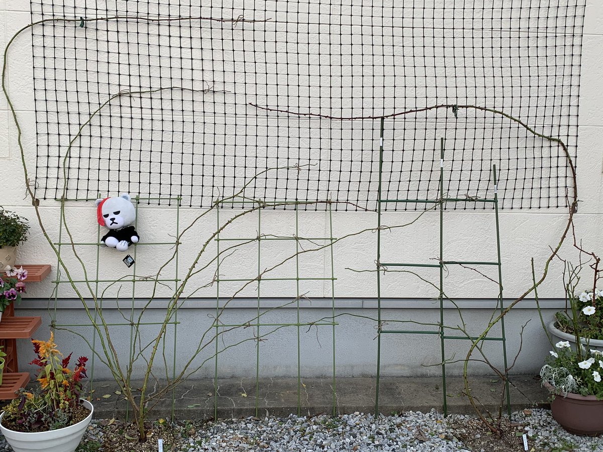 りこは 今日は暖かかったので朝からピエールドゥロンサールとバフビューティーの葉っぱ取りと壁面誘引したー 来週は春風の フェンス誘引します ブレスウェイト綺麗に咲いた りこは 今日は暖かかったので朝からピエールドゥロンサールとバフビューティーの葉っぱ取りと壁面誘引したー 来週は春風の フェンス誘引します ブレスウェイト綺麗に咲いた