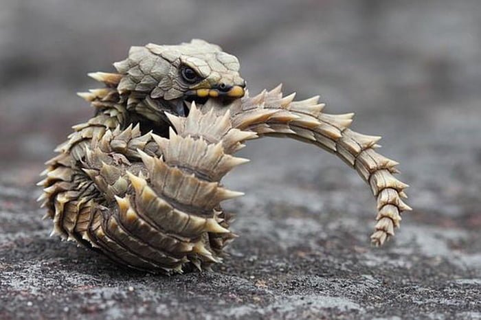 ATOMEE__'s tweet photo. Le zonure est un lézard au look de dragon. 🐉

Si il se sent en danger, il se roule en boule comme le tatou. https://t.co/YOH7WdD1GP