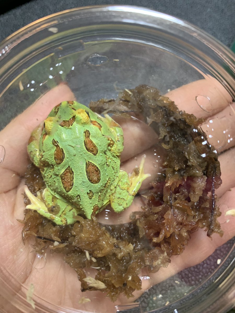 ウェルツノガエル ট ইট র অন সন ধ ন