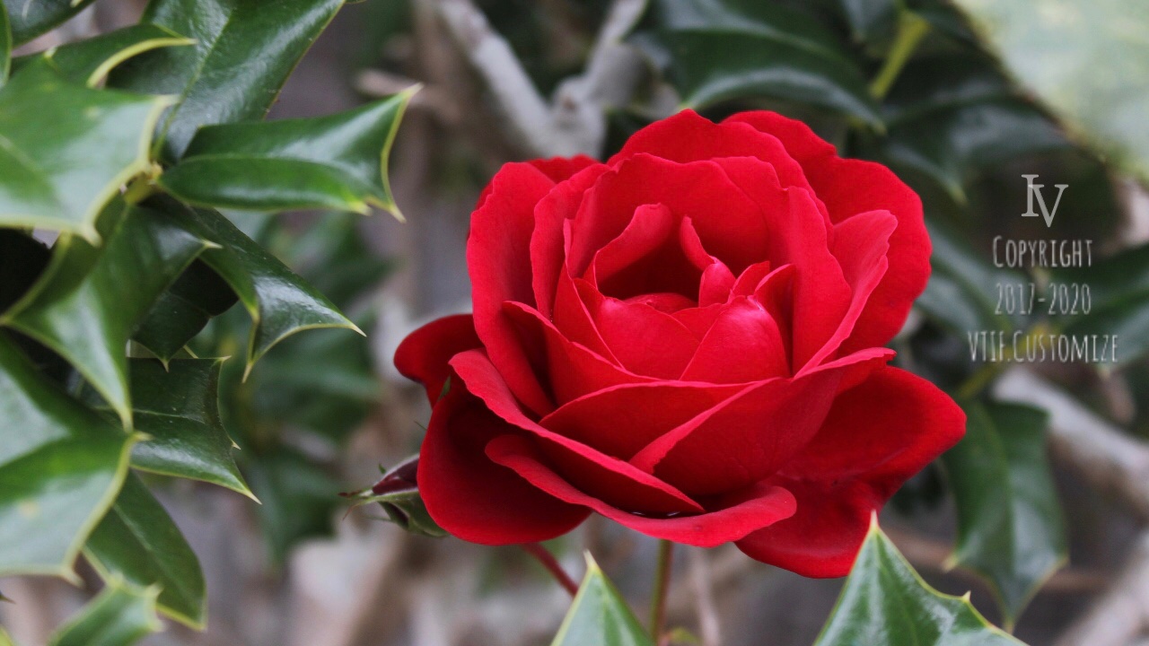 Vtifカスタマイズ 毎年師走の垣根に1輪か2輪 凜とした空気のなか咲き誇る真冬のバラです 先週9日に撮影 周りの葉はセイヨウヒイラギ 12月15日 誕生花の一つ 薔薇 赤 赤い薔薇の花言葉の中から 愛情 情熱 熱烈な恋 美 あなたを愛します ロマンス I Vtifカスタマイズ 毎年師走の垣根に1輪か2輪 凜とした空気のなか咲き誇る真冬のバラです 先週9日に撮影 周りの葉はセイヨウヒイラギ 12月15日 誕生花の一つ 薔薇 赤 赤い薔薇の花言葉の中から 愛情 情熱 熱烈な恋 美 あなたを愛します ロマンス I