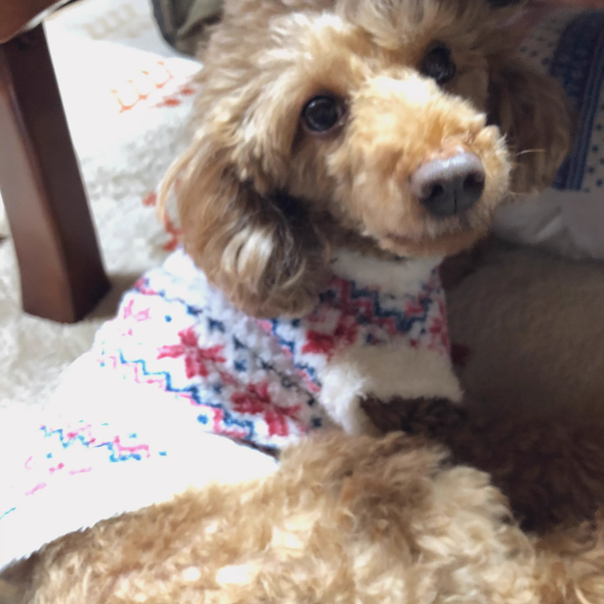 @hidekiccan @tva_dog_and_cat 常に目で喋ります〜😅 