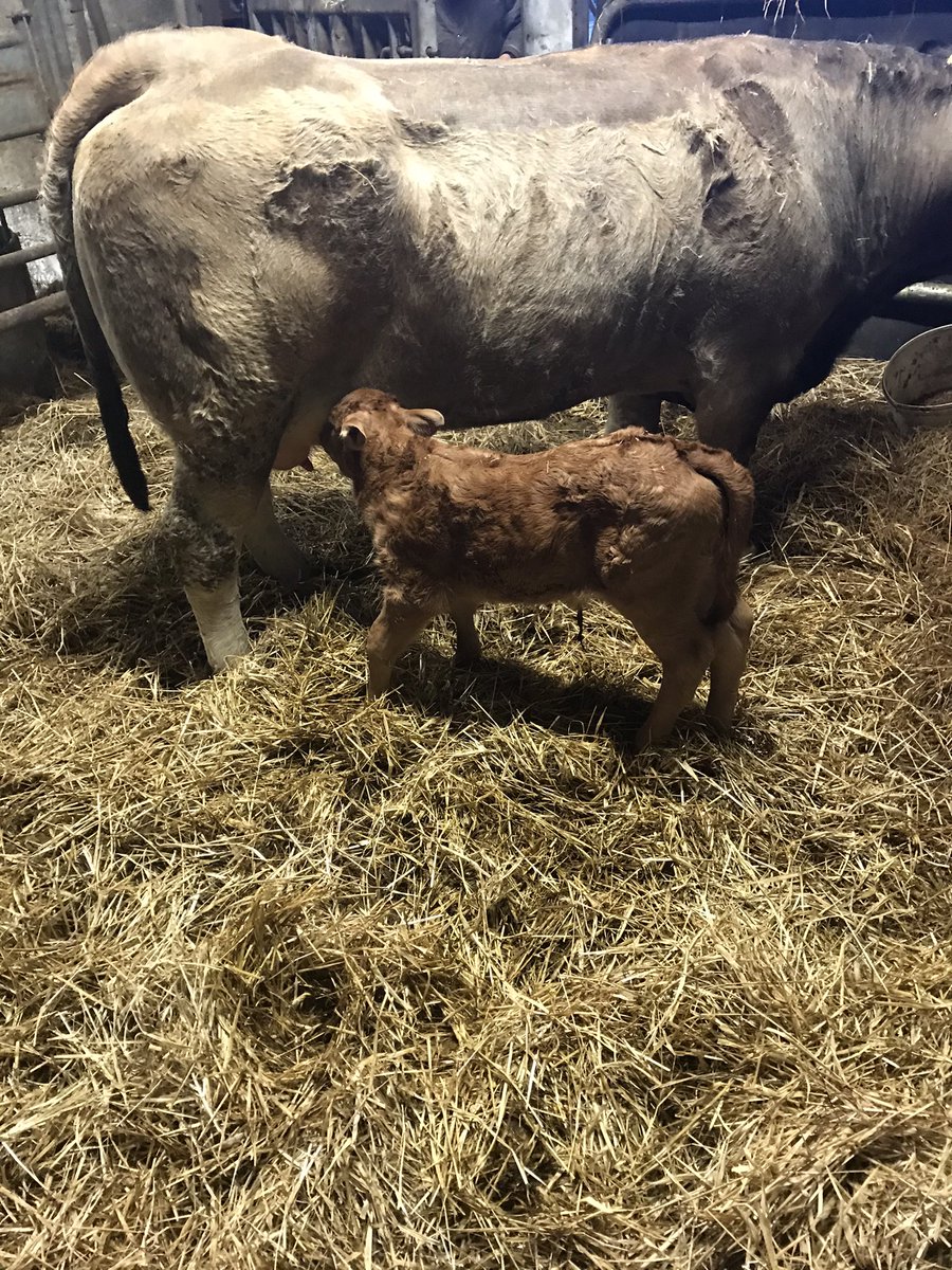 com_wjs's tweet image. This little au4622 Marquis #Aubrac heifer decided she wanted to come out bum first legs down with help from the vet we sorted it out flying it now 👍👍