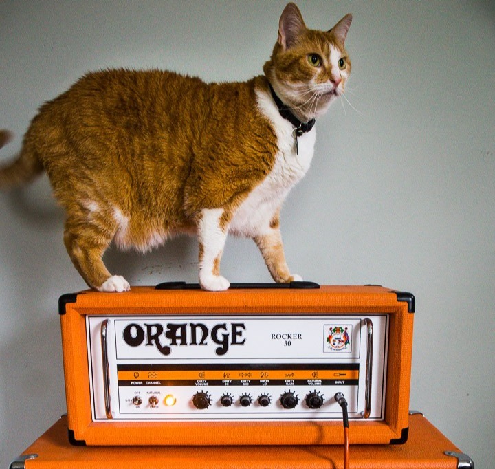 Don't ever stop tagging us in pet photos.