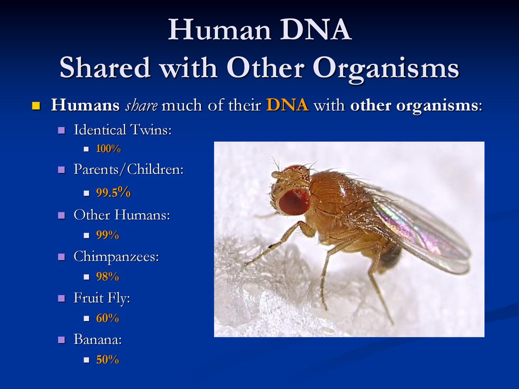 We share 60% of our DNA to Fruit Fly!
How amazing to observe life at DNA level. 

#DNA #evolution #scientists #KNOWLEDGE