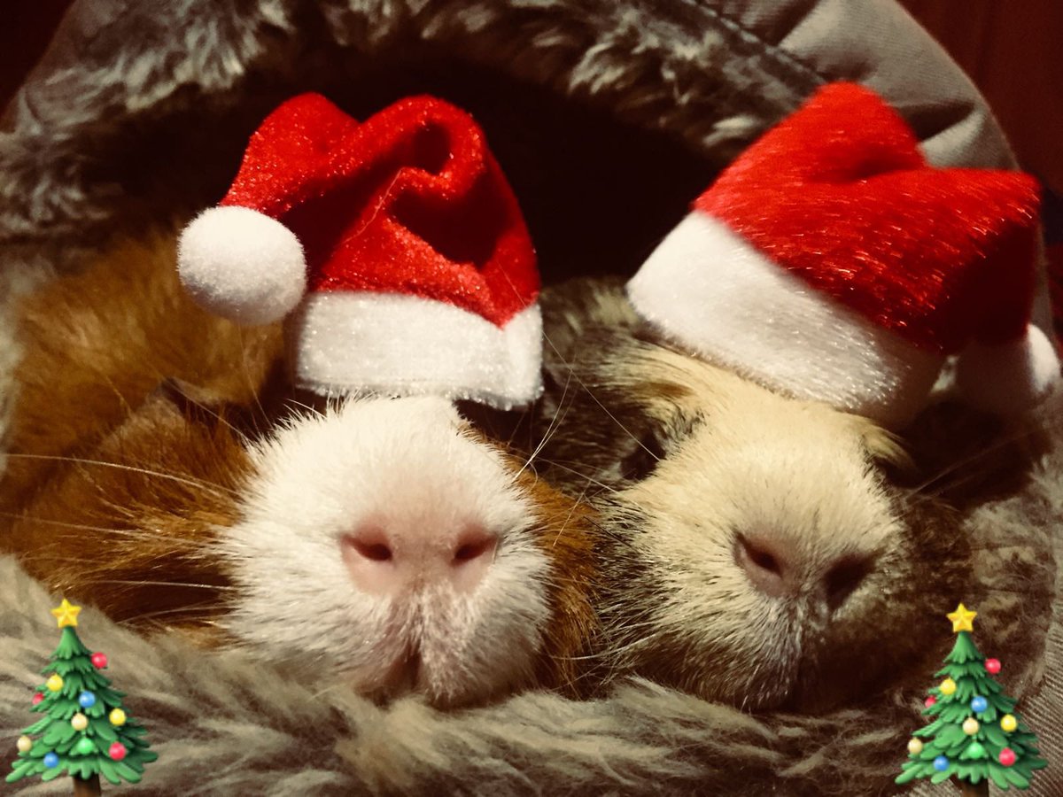 badgerbumble's tweet photo. This was Christmas 3 years ago! Hopefully the hooms lost the hats in the move ๐ #impignity https://t.co/bLbGwoDsMR