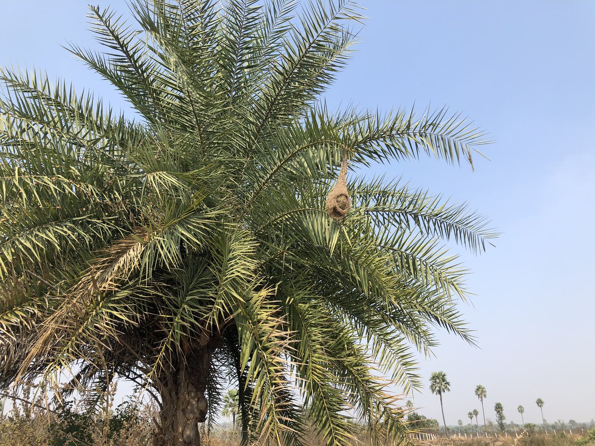 A Tailor Bird’s 🐦 Nest in the making. 
#SundayMorning