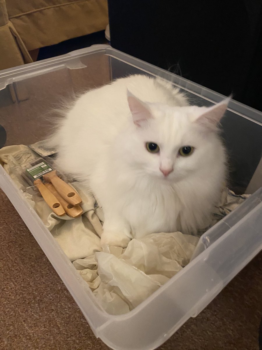 FuriousCoops's tweet photo. Sheโs in the way!!!! #DIYCAT ๐ https://t.co/XslmANAieb