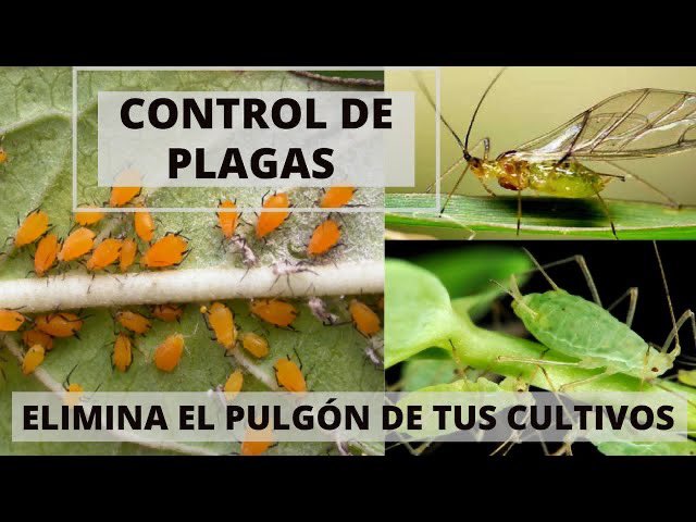Video número 43!!
En el video de hoy vemos una forma muy sencilla de controlar las plagas de nuestros cultivos, en especial los pulgones. Es un insecticida muy eficaz, casero y ecológico.

➡️ youtu.be/4vvARMu8fzU