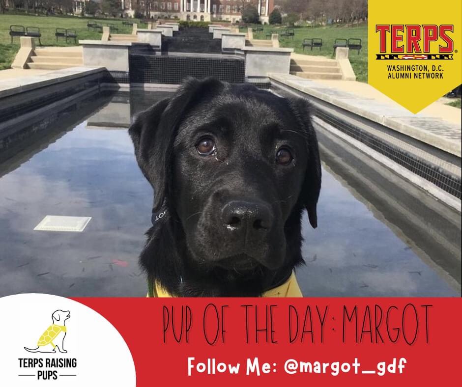 TerpsinDC's tweet photo. It’s DAY 5 of #TwelveDaysofGiving w/ Terps Raising Pups, an organization providing guide and service dogs thru @GuideDogFdn and @AmericasVetDogs. Meet Margot! Follow us on Instagram for more.
Click here to donate: https://t.co/RRpeqYxBnI…
#terpsraisingpups #DoGoodUMD https://t.co/No15XTV9oj