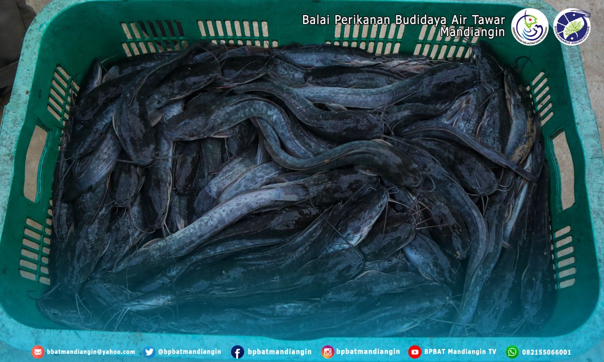 bpbatmandiangin's tweet photo. Sabtu (12/12), Kegiatan Panen Budidaya Ikan Lele Sistem Bioflok Kota Samarinda Kalimantan Timur bersama Kepala dinas Perikanan Kota samarinda, Bapak Syamsaimun dan Rudiansyah TA. Komisi IV. Budi satrio Djiwandono https://t.co/s7jNfp0pZ4
