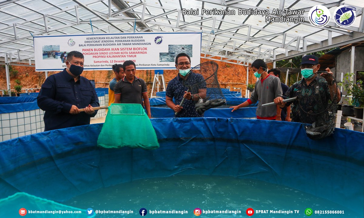 bpbatmandiangin's tweet photo. Sabtu (12/12), Kegiatan Panen Budidaya Ikan Lele Sistem Bioflok Kota Samarinda Kalimantan Timur bersama Kepala dinas Perikanan Kota samarinda, Bapak Syamsaimun dan Rudiansyah TA. Komisi IV. Budi satrio Djiwandono https://t.co/s7jNfp0pZ4